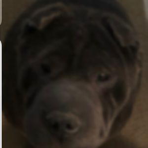 Meet your Posher, Dylon